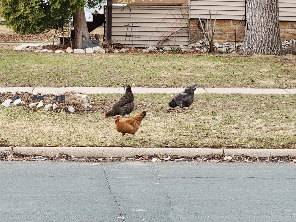 Chickens in a yard near the street