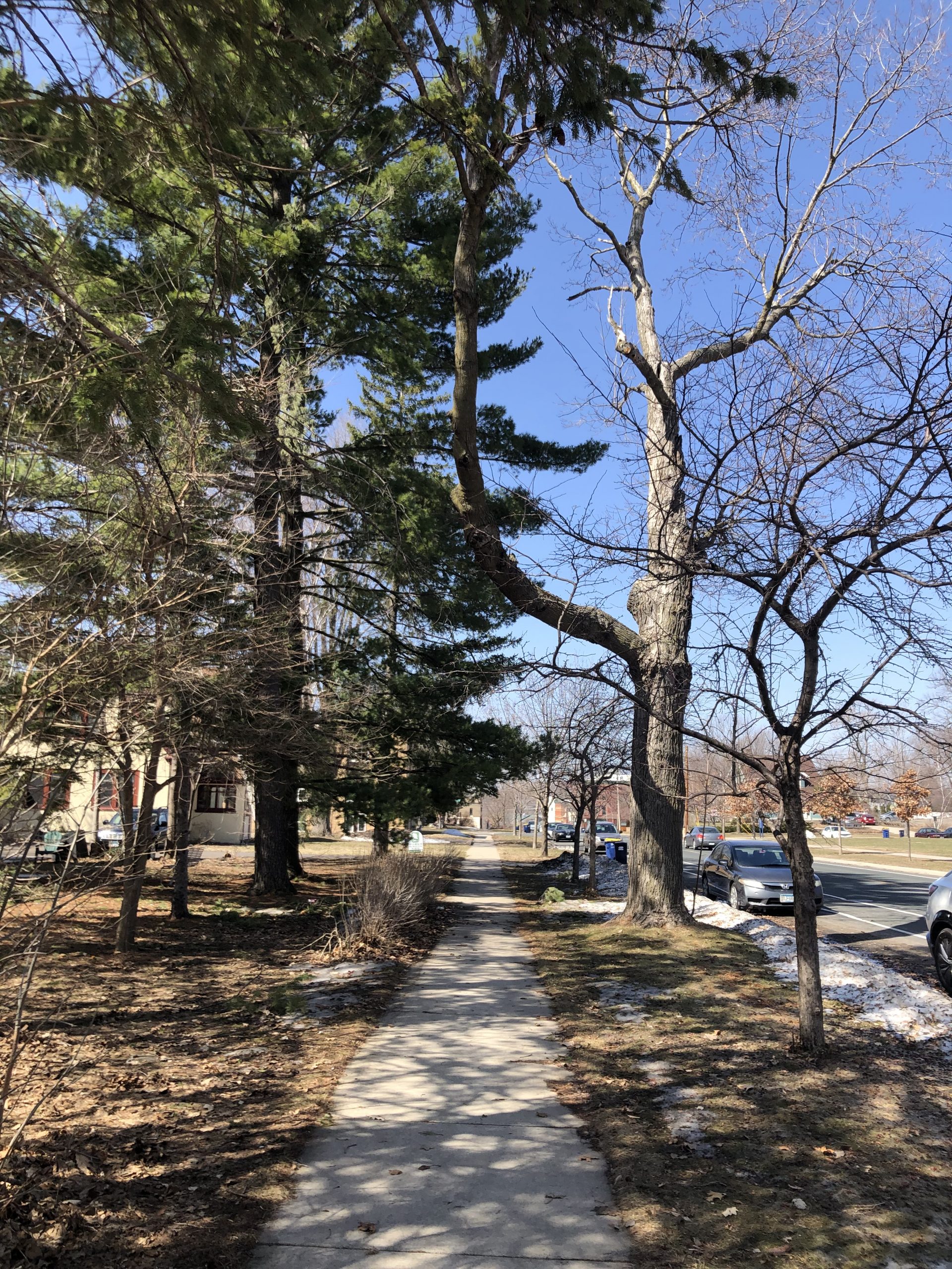 Sidewalk with trees and shadows