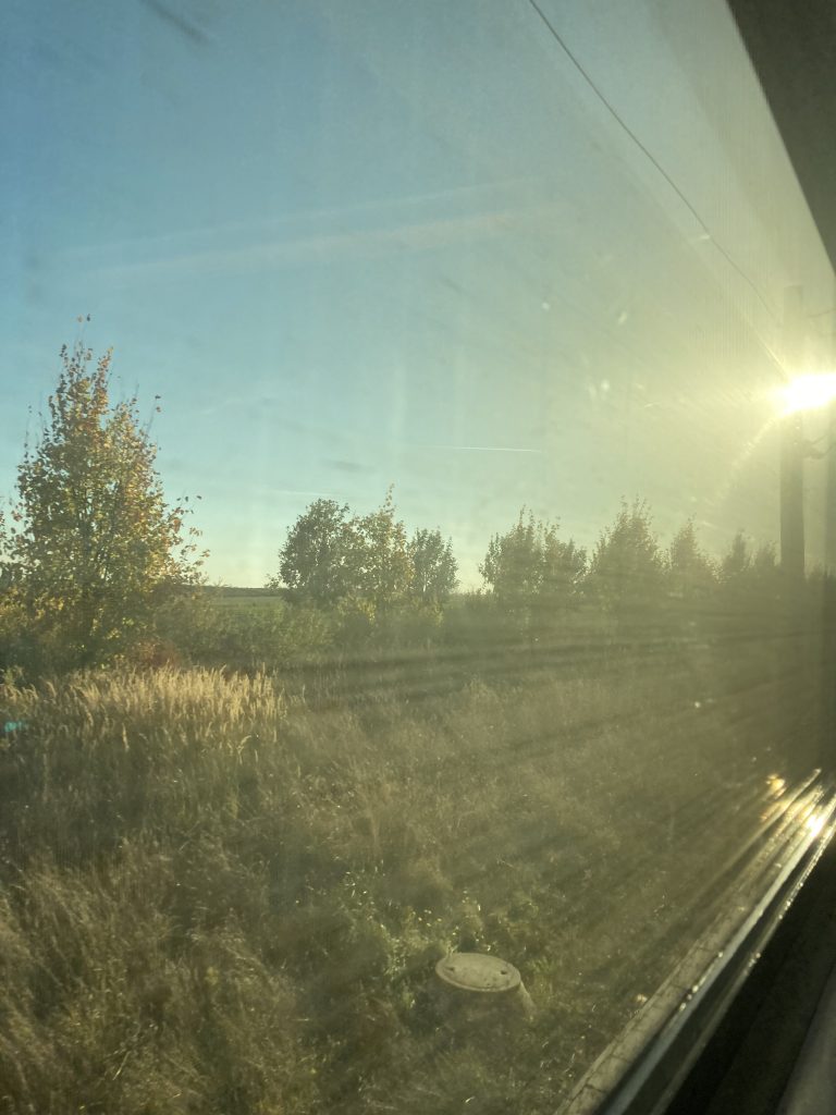 view from a moving train: trees and the sun