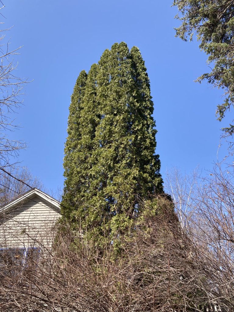 tall ever-green tree in front of a house. very skinny