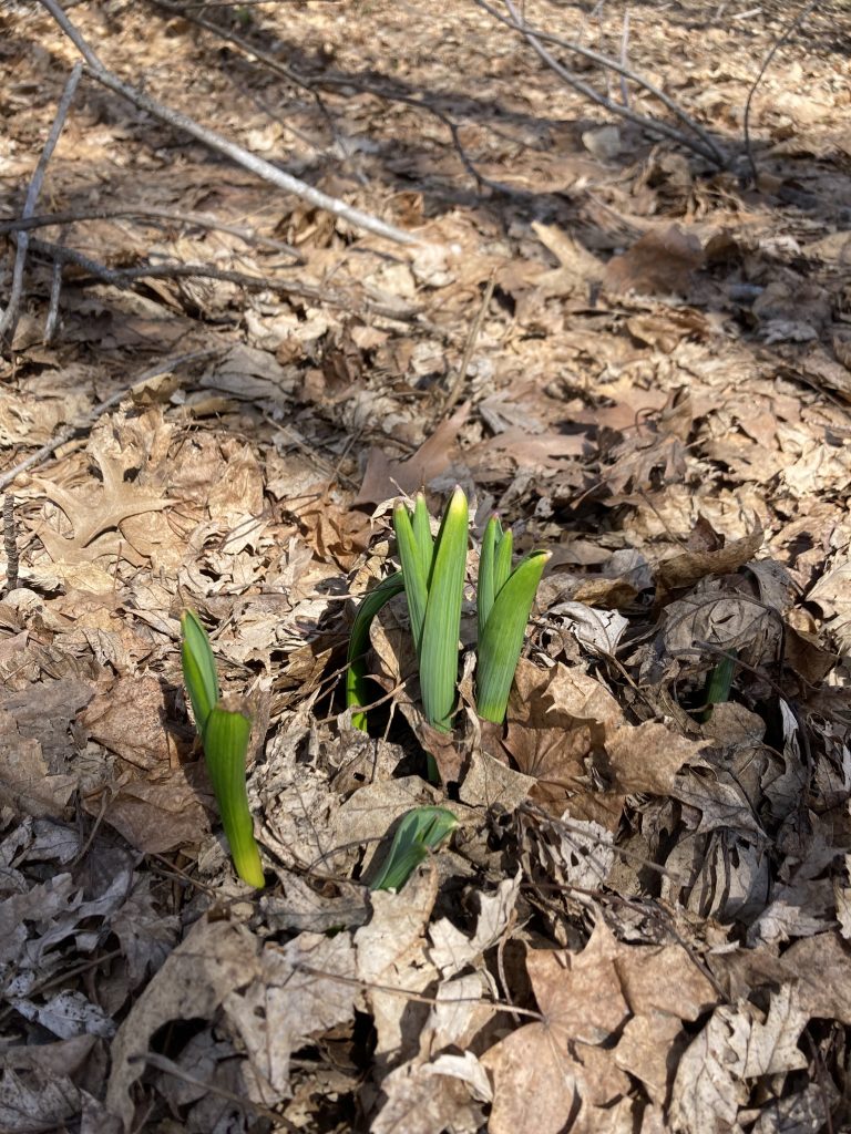 small plants are growing!