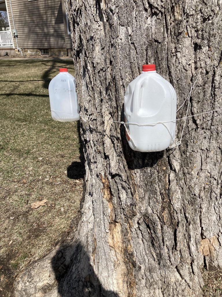 two milk jugs are tied to a tree