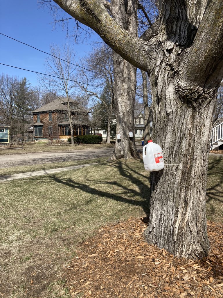 one milk jug is tied to a tree