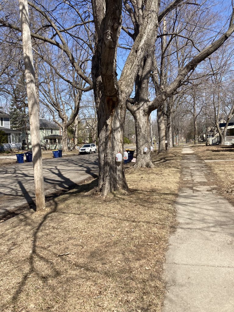 there are three trees in a row with milk jugs tied on