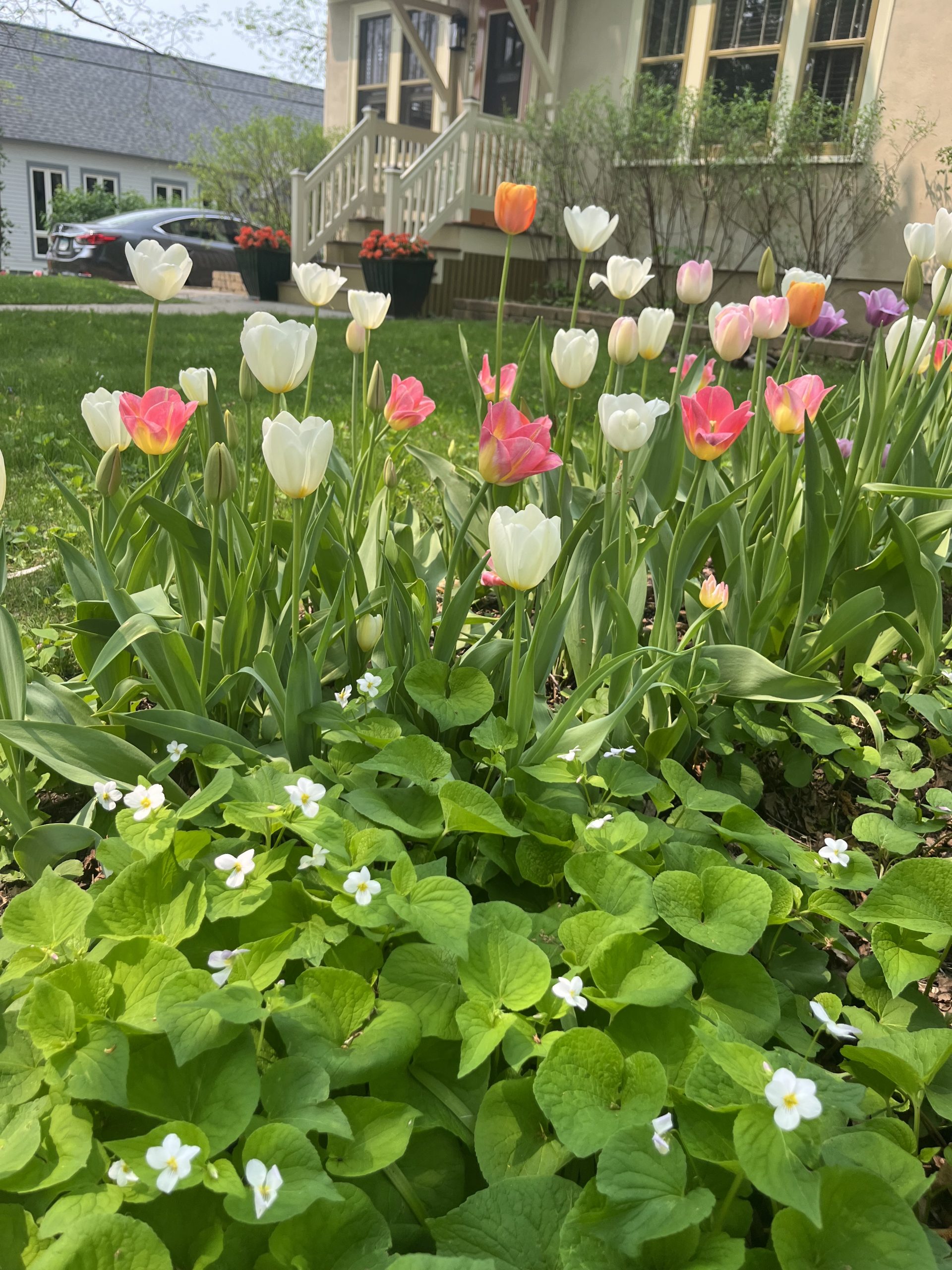 Walking East Northfield – Washington Street and 9th Street through Woodley Street and Maple Street