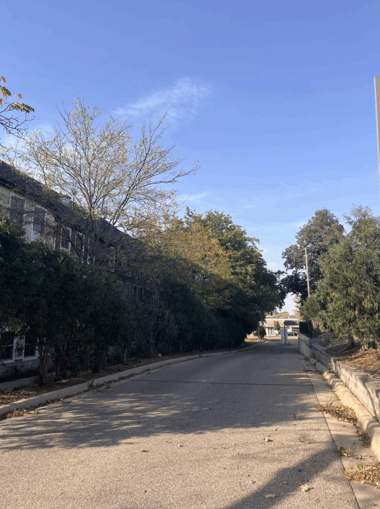 A paved alleyway with trees
