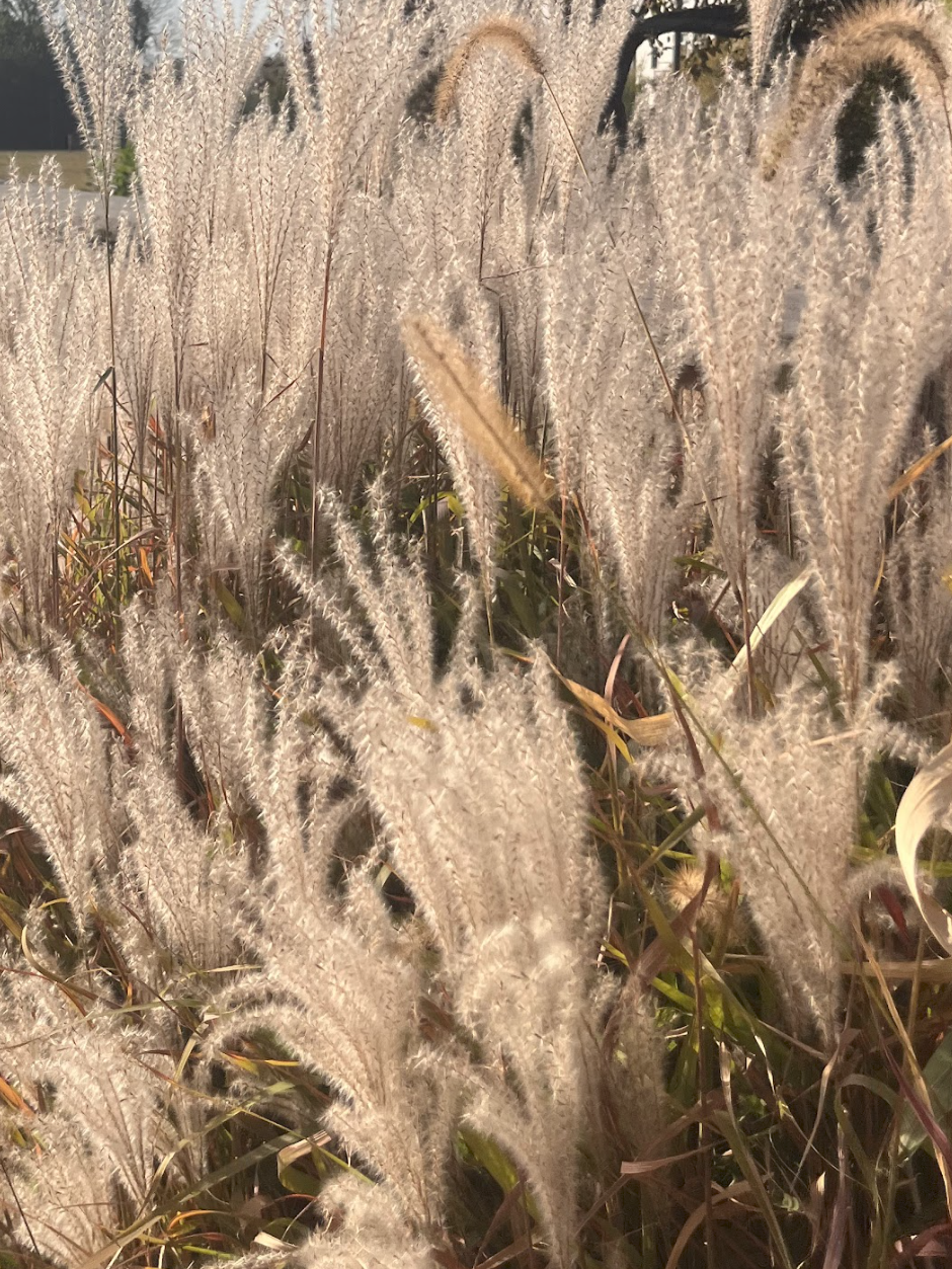 Close-up of ornamental grass