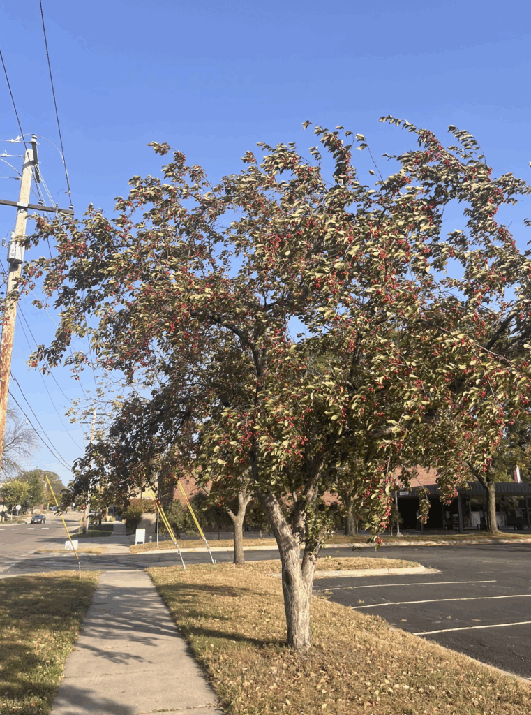 Tree with red berries
